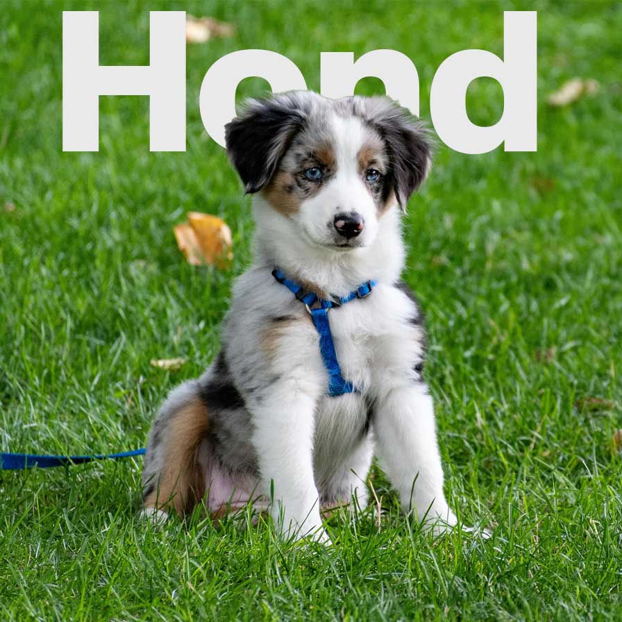 Alles voor uw Hond