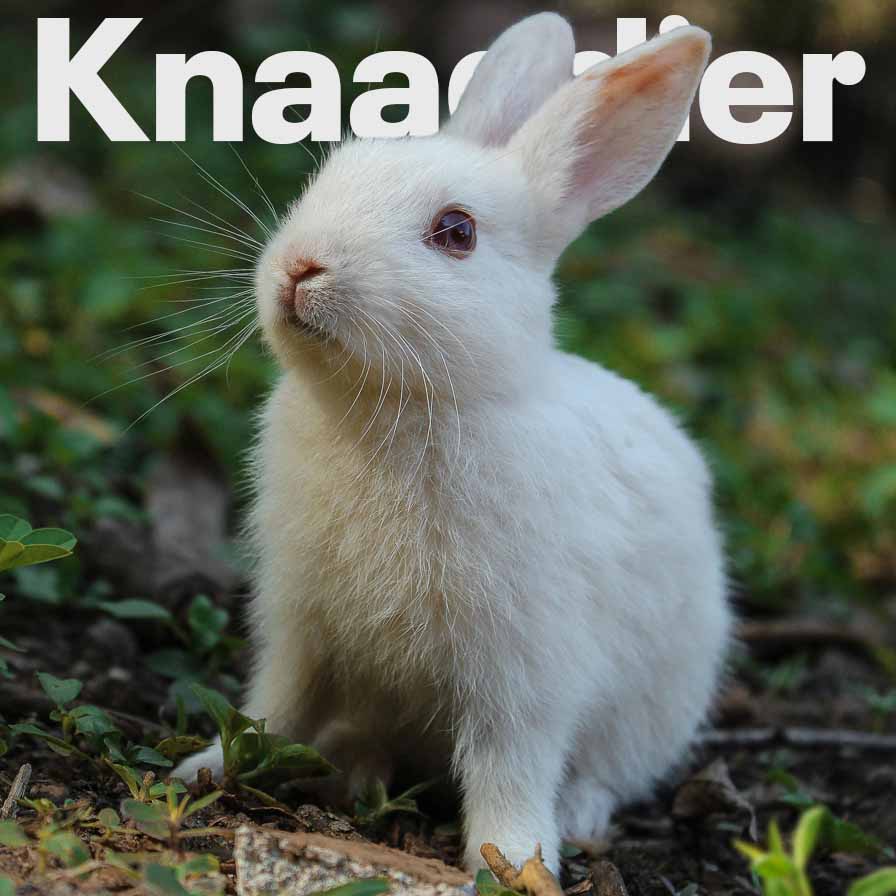 Alles voor uw Knaagdier